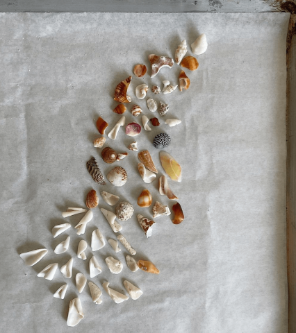 The image shows a collection of various shells and possibly some small pieces of coral, arranged on a flat surface with a grey border