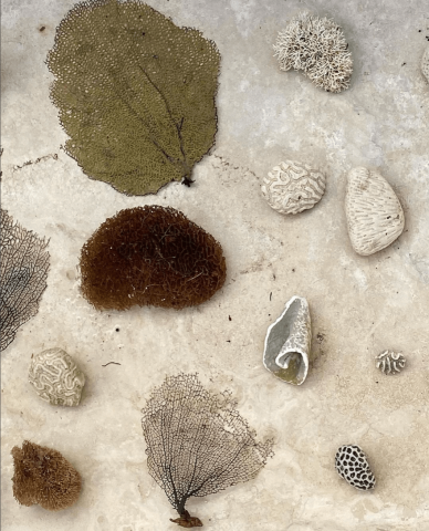 This image features a variety of sea life elements likely collected from a beach or ocean environment