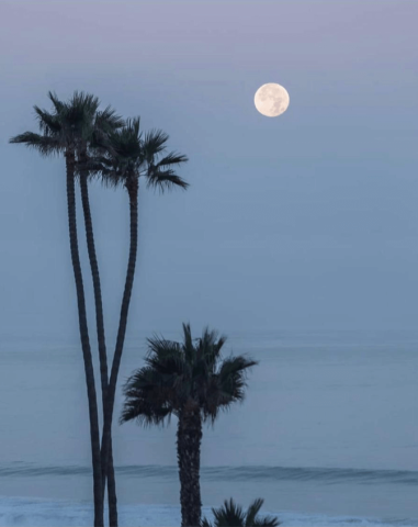 The image features a serene scene with three tall palm trees standing against a soft, pale sky