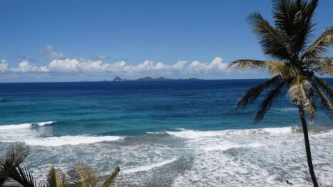 Scenic tropical beach with blue ocean, sandy shore, and palm tree