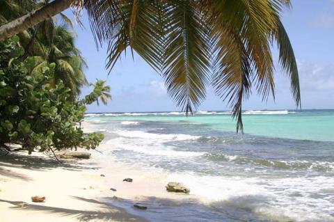 Serene tropical beach with lush palms, clear skies, and calm blue sea.