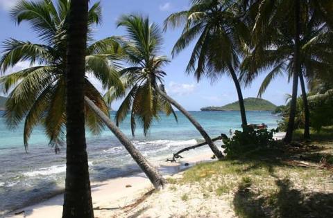 Tropical beach with palm trees, clear blue waters, sandy shore, and cloudy sky