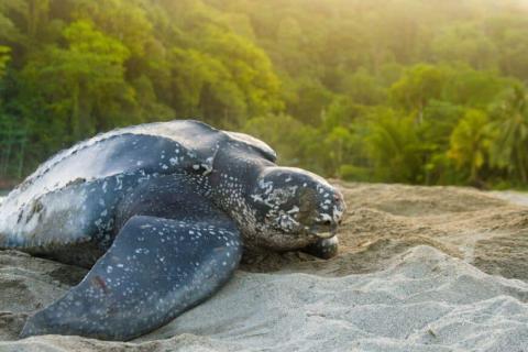 Leatherback sea turtle on sandy beach at sunrise, near lush foliage.