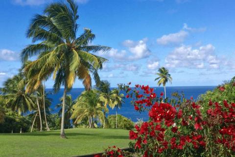 Tropical beach with palm trees, red flowers, and blue ocean under cloudy sky.