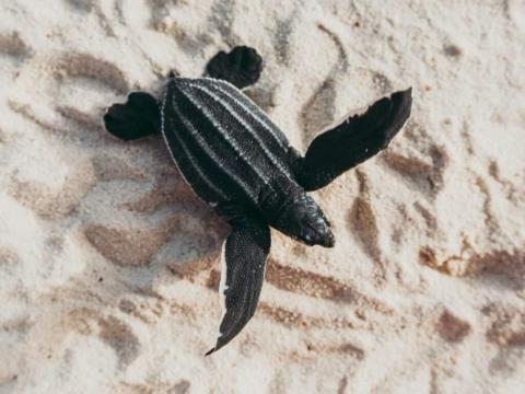 Baby turtle crossing sandy beach towards ocean, showcasing natural patterns.