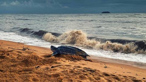 Large turtle on sandy beach with rough waves and overcast sky