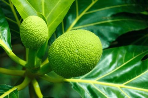 Two vibrant green breadfruit in a lush, leafy environment