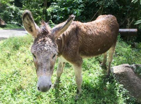 Wet donkey after rain in green pasture with trees, looking at camera.