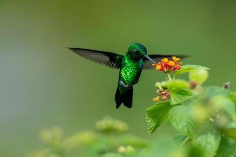 Green hummingbird flying near orange yellow flowers, natural blurred green background