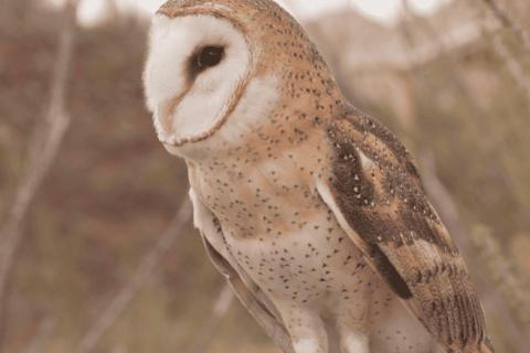 Brown and white speckled owl perched on branch in natural habitat
