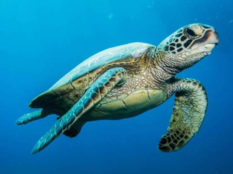 Sea turtle swimming in clear blue ocean, detailed with patterned shell