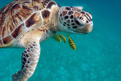 Sea turtle with intricately patterned shell swims alongside striped fish in clear blue water.