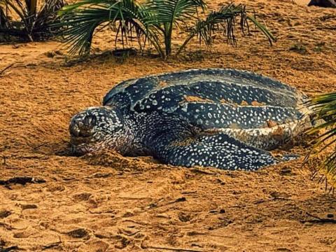 Marine turtle with patterned shell resting on sandy beach in coastal habitat.