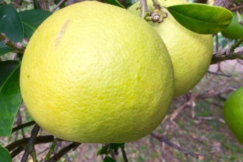 Two large yellow citrus fruits with dimpled skin hanging on a tree branch.