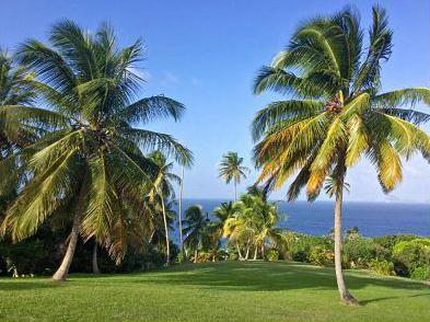 Tropical coastal landscape with palm trees and sea view