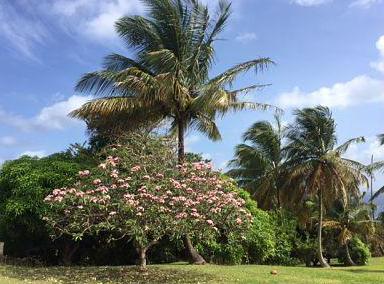 Lush tropical landscape with pink flowers and tall palm trees under a clear blue sky