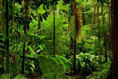 Dense tropical rainforest with large leaves, towering trees, and hanging vines