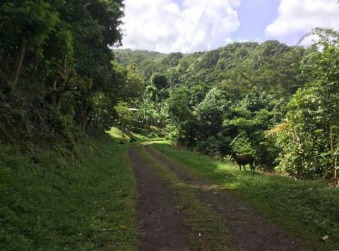 Dirt road with horse in lush green forest under clear sky