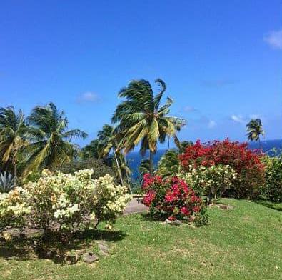 Lush tropical garden with palm trees and flowers overlooking a blue sea