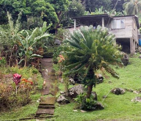 Rustic stilt house in lush tropical garden with pathway and cat