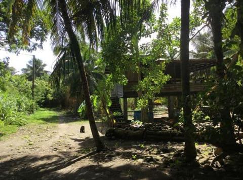 Rustic wooden stilt house amidst lush tropical greenery with palm trees