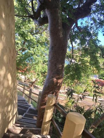 Staircase with railing beside tree trunk in lush tropical setting overlooking water.