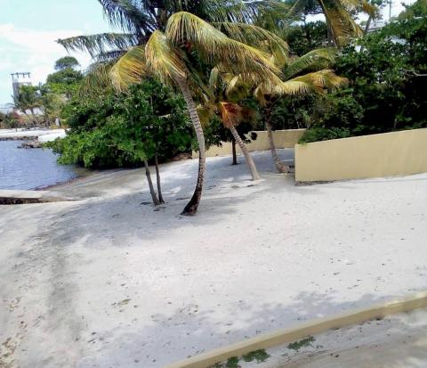 Tropical beach scene with coconut trees, sandy shore, and a yellow wall near buildings.