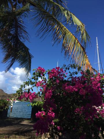 Tropical seaside with pink bougainvillea, palm trees, and sailboats under clear blue sky.