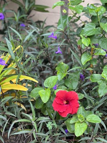 Vibrant garden with red hibiscus, purple Ruellia, and yellow lilies.