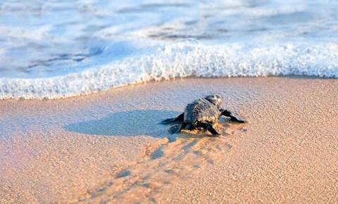 Newborn sea turtle journeying to ocean across sandy beach at sunrise.