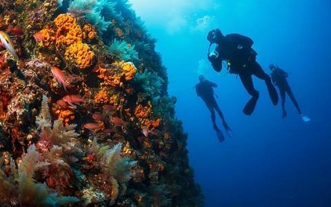 Scuba divers explore colorful coral reef with fish in clear blue water