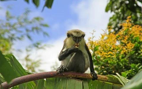 Monkey eating on a branch amid vibrant yellow flowers in a tropical setting