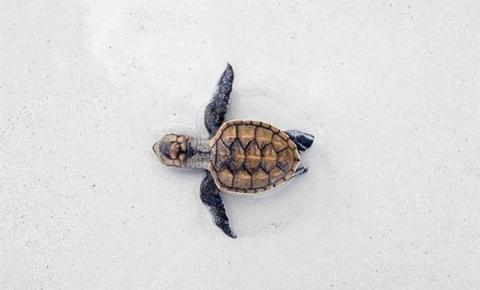 Young sea turtle with patterned shell moving on sandy beach