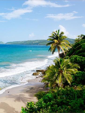 Scenic coastal landscape with sandy beach, palm trees, and clear blue sky