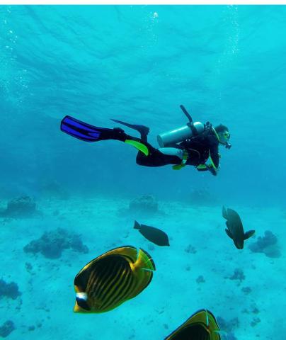Scuba diver exploring ocean with tropical fish and coral, clear water visibility