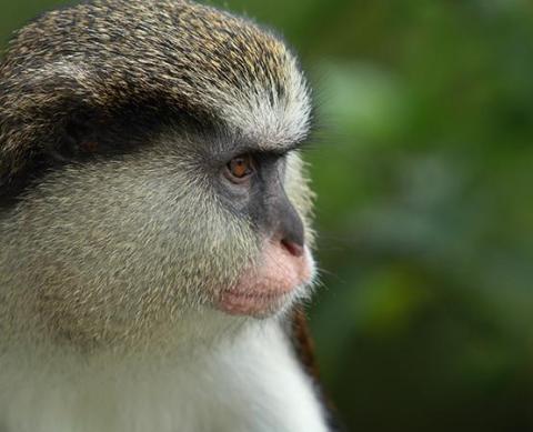 Close-up of a thoughtful vervet monkey with grey and white fur, pink nose.