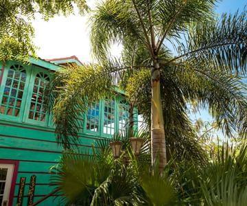 Tropical green and turquoise house with palm tree in sunny setting