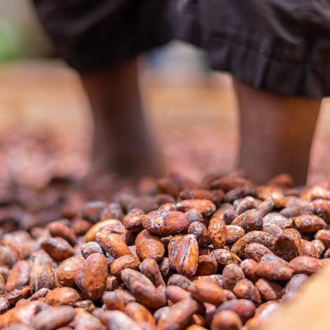 Person drying cocoa beans in natural setting, close-up of dark brown beans and barefoot worker.