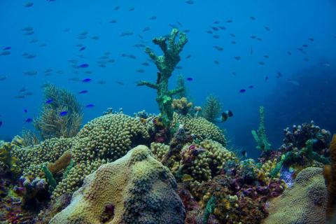 Colorful coral reef with diverse fish in clear blue ocean water