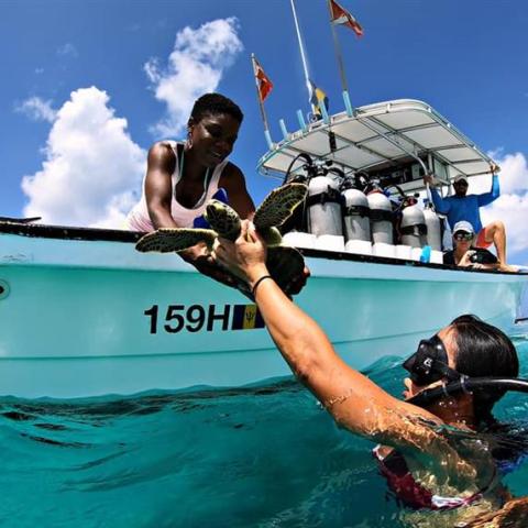 Barbados Ocean Adventure with Turtles and Boating Person interacting with a turtle in Barbadian waters