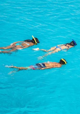 Barbados Snorkeling Adventure with Clear Blue Waters Tourists snorkeling in the clear waters of Barbados