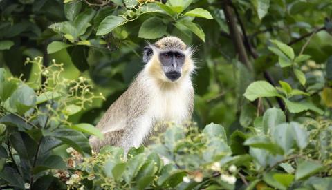 Barbados Green Monkey in its Natural Habitat Green monkey sitting among leaves in Barbados