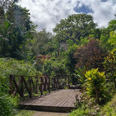 Barbados Green Landscape with Wooden Bridge Lush green vegetation with wooden bridge in Barbados