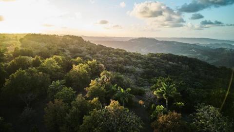 Barbados Natural Beauty - Lush Landscape and Habitat Scenic view of lush Barbadian landscape at sunset