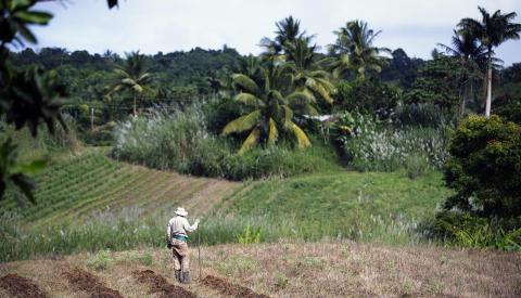 Barbados Landscape with Farmer at Work Farmer working on a lush field in Barbados
