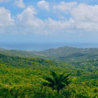 Barbados landscape with panoramic ocean views Lush greenery with ocean view in Barbados