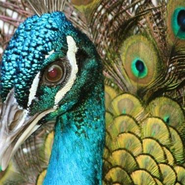Barbados Natural Elegance Captured in a Peacock Peacock showing its vibrant feathers
