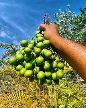 Barbados Passions: Bright Day for Fruit Picking Bunch of green fruits being held in Barbados