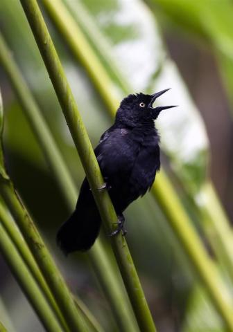 Barbados Wildlife: A Black Bird Singing Atop Greenery Black bird perched on a green plant in Barbados