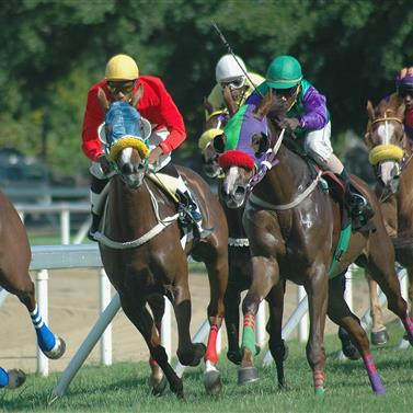 Barbados Sporting Event: Jockeys and Thoroughbreds in Action Horse racing event with jockeys in Barbados